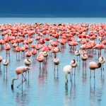 Lake Manyara National Park
