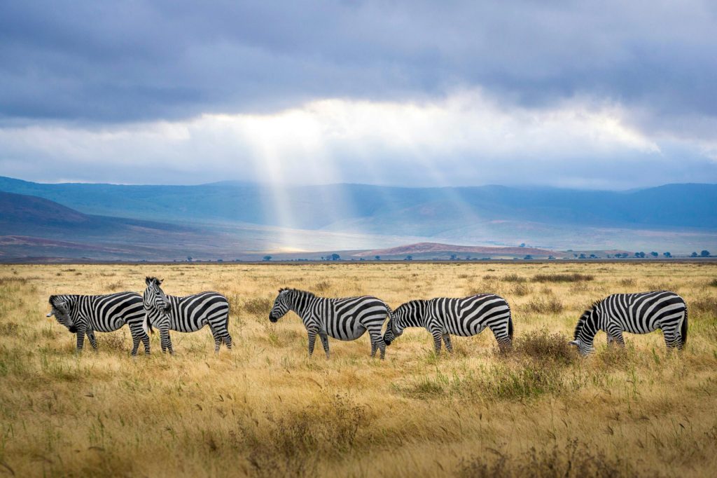4 Days Ngorongoro Trekking