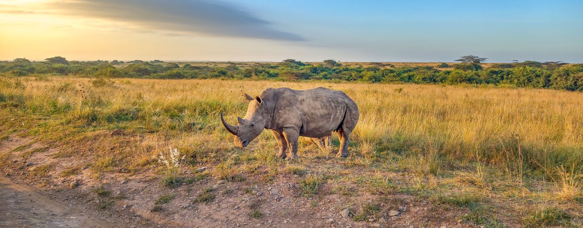 Mkomazi National Park