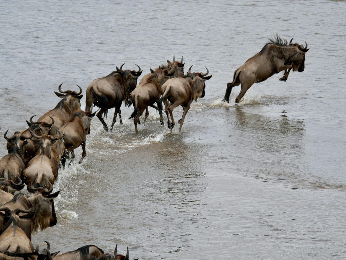 7 Days The great of Serengeti migration Safari