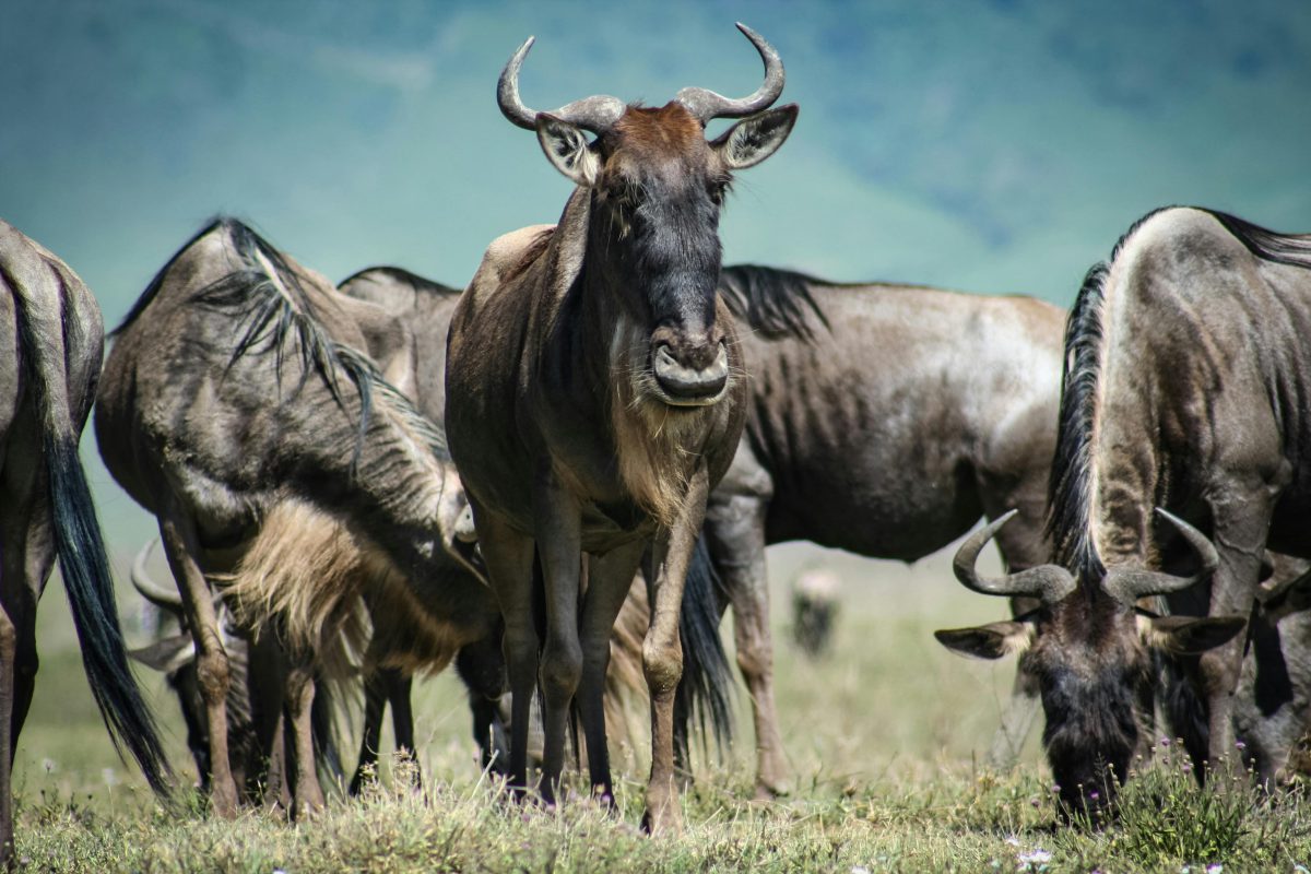 6 Days Calving Of the Wildebeest & Zebra Safaris