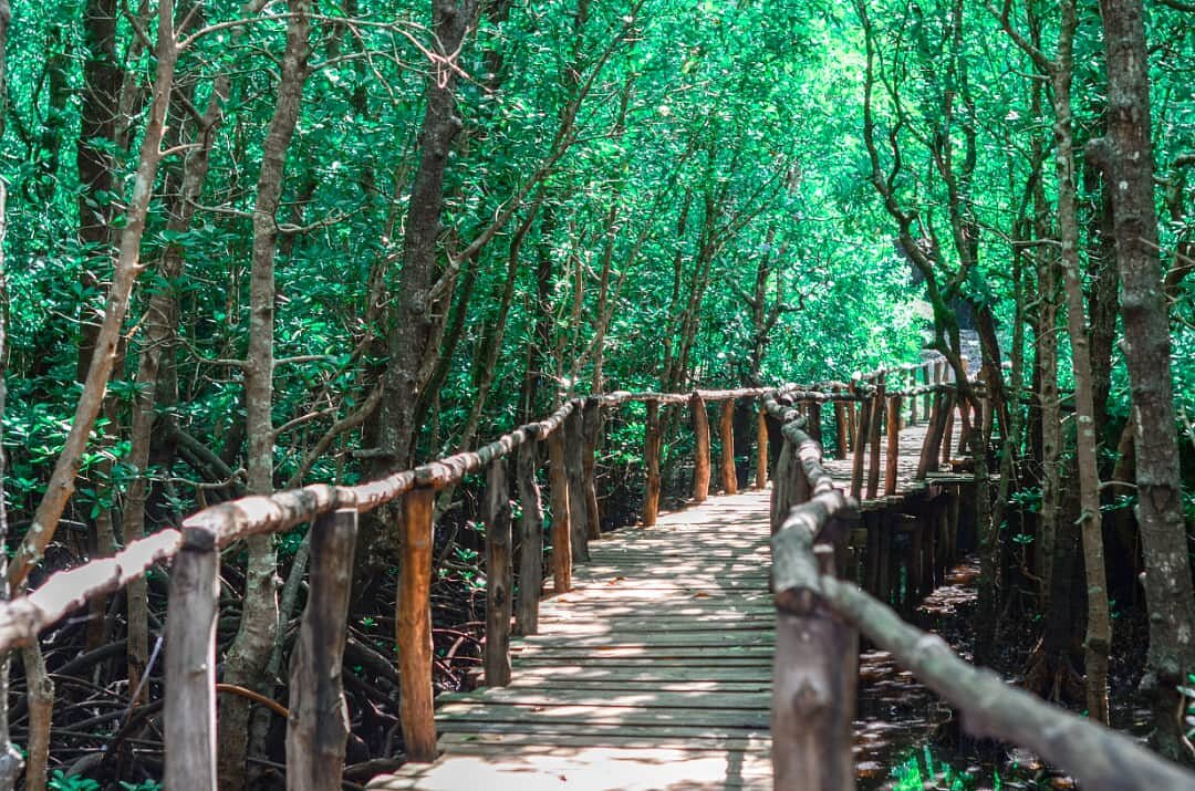 jozan-forest-is-a-national