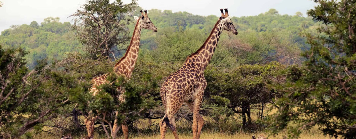 6 Days Unforgettable Tanzania Safaris