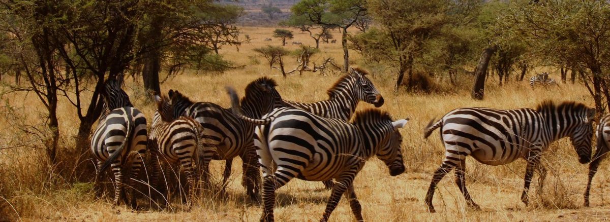 20 Days Best of Southern Tanzania