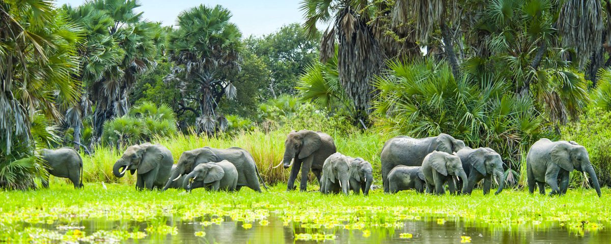 3 Days Budget Safari to Selous Game Reserve
