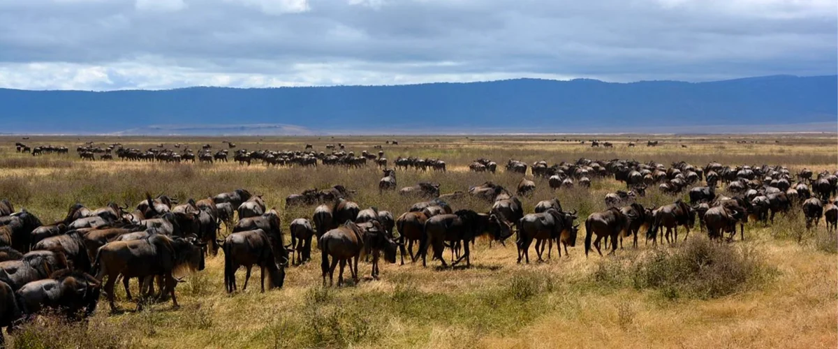 9-Day Tanzania Safari & Zanzibar Adventure